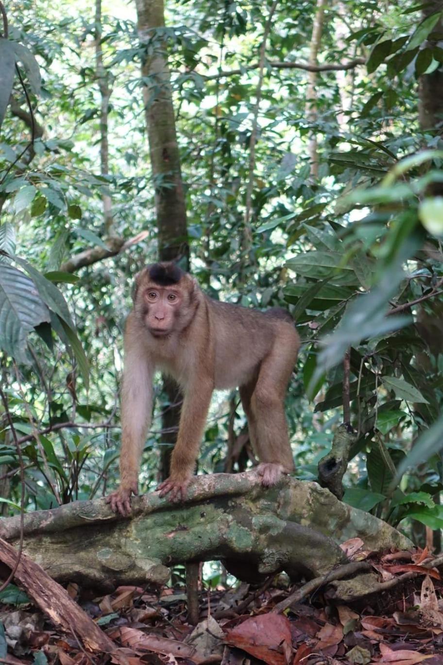 Magpie Homestay & Jungle Trekking Only For Guest Trekking With Us Bukit Lawang Pokój zdjęcie