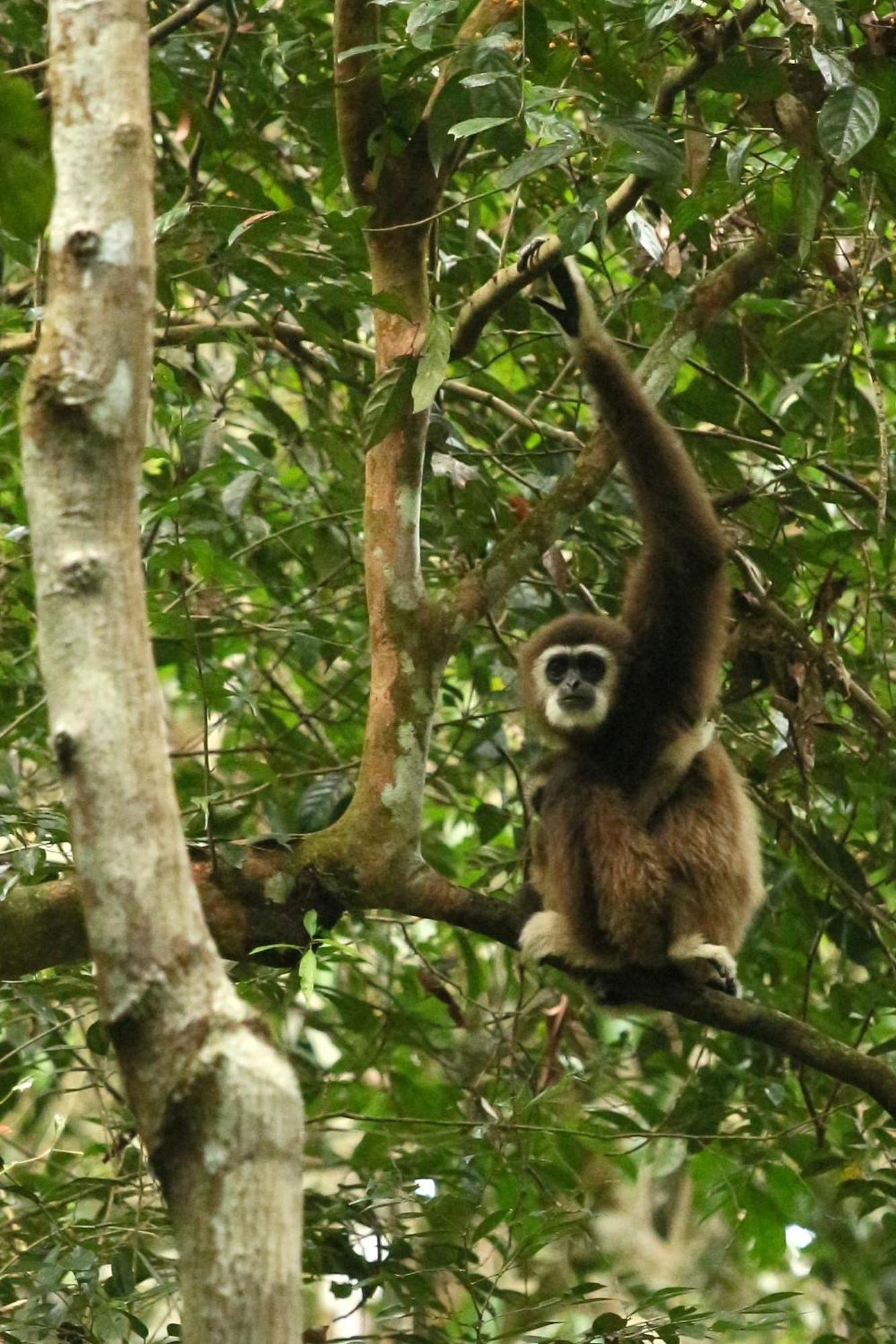 Magpie Homestay & Jungle Trekking Only For Guest Trekking With Us Bukit Lawang Zewnętrze zdjęcie
