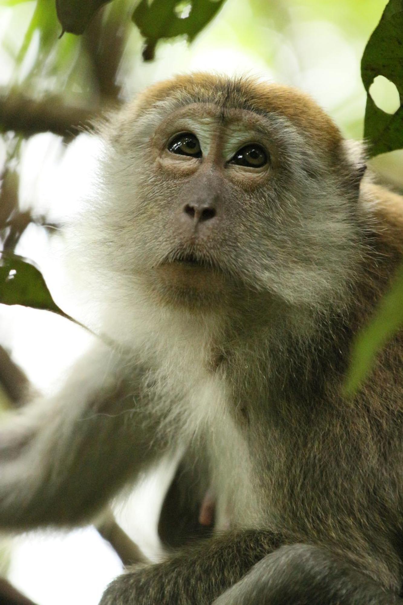 Magpie Homestay & Jungle Trekking Only For Guest Trekking With Us Bukit Lawang Zewnętrze zdjęcie