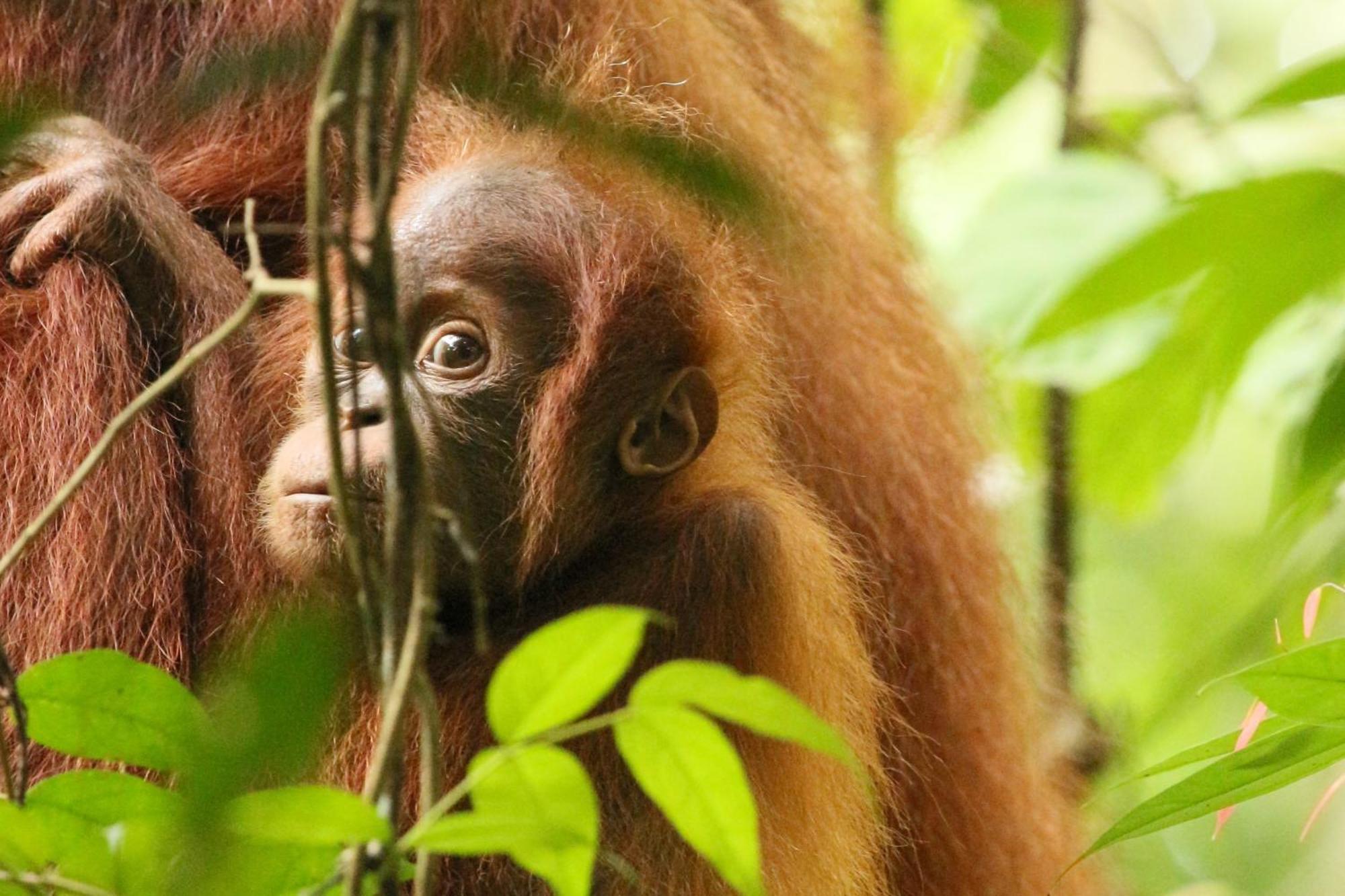 Magpie Homestay & Jungle Trekking Only For Guest Trekking With Us Bukit Lawang Zewnętrze zdjęcie