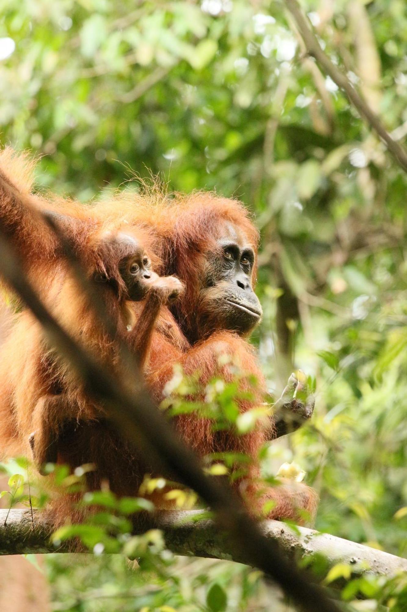 Magpie Homestay & Jungle Trekking Only For Guest Trekking With Us Bukit Lawang Zewnętrze zdjęcie